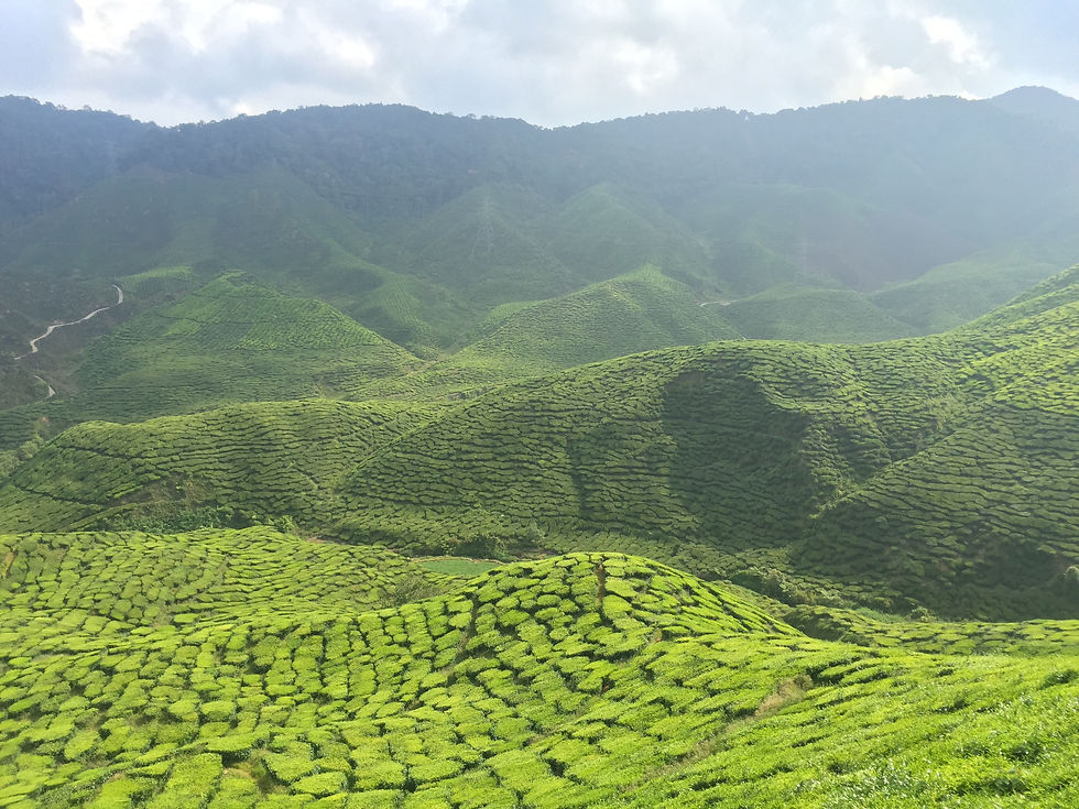 Cameron Highland