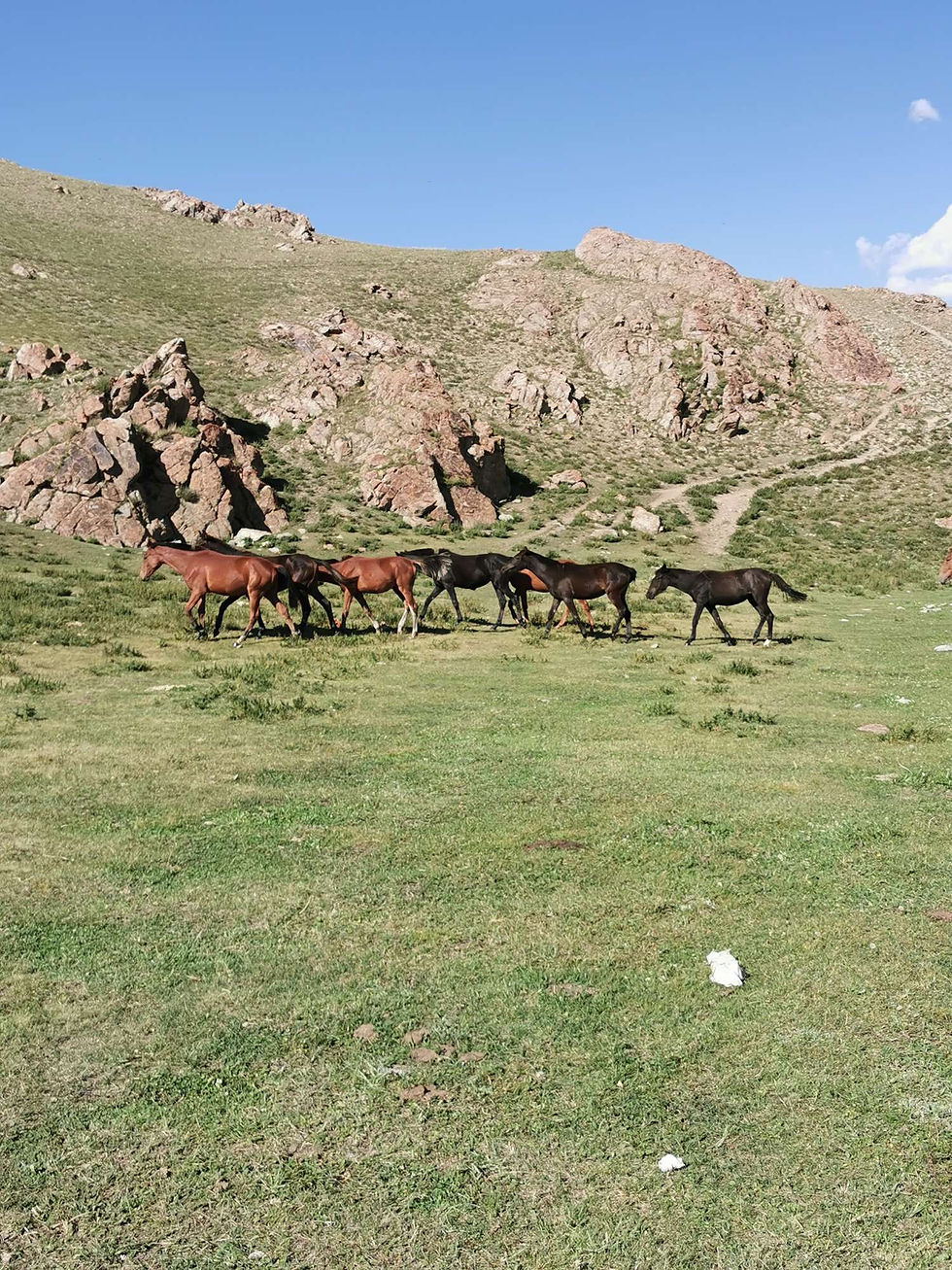 Troupeau de chevaux dans la steppe