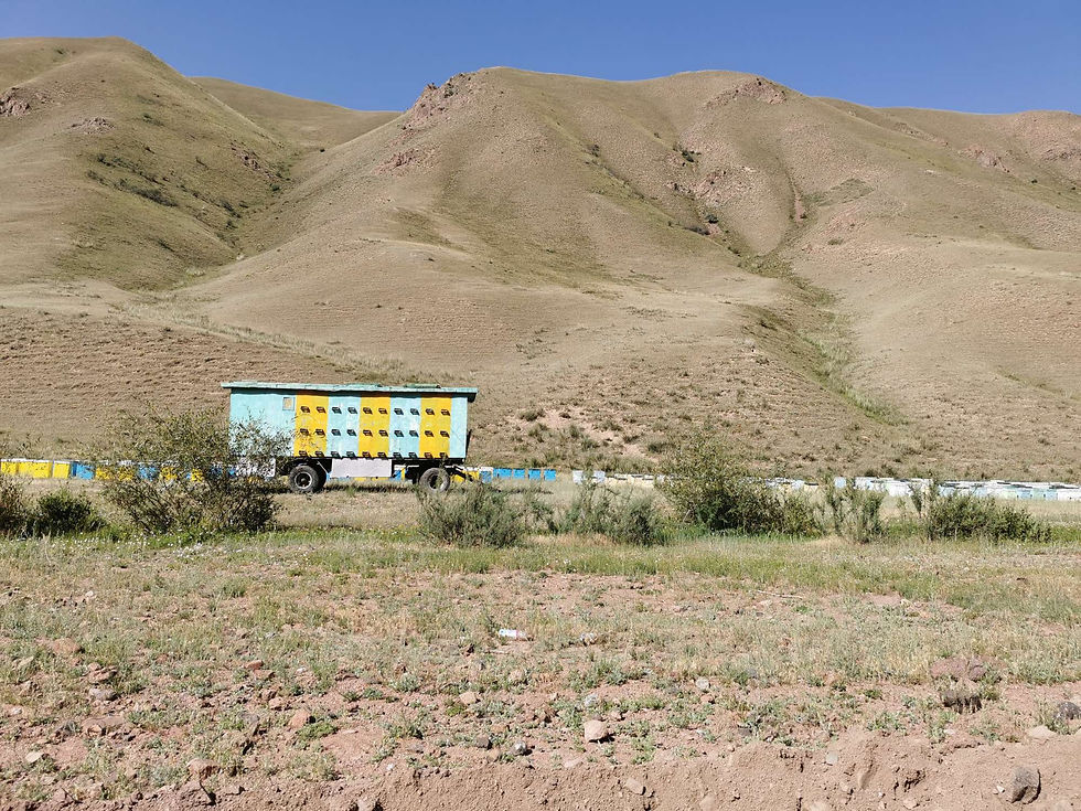 De nombreuses ruches sur le trajet : désolée tonton mais les ruches du Kirghizstan sont plus belles que les tiennes !