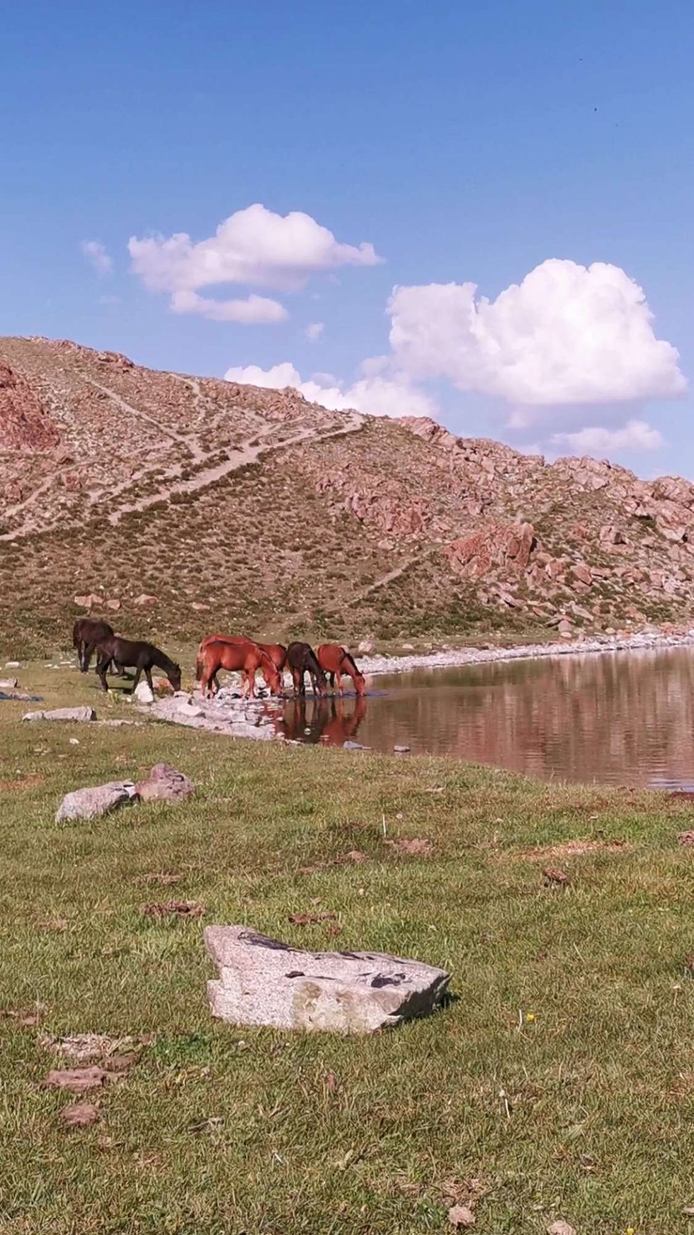 Pause fraîcheur au lac pour les chevaux