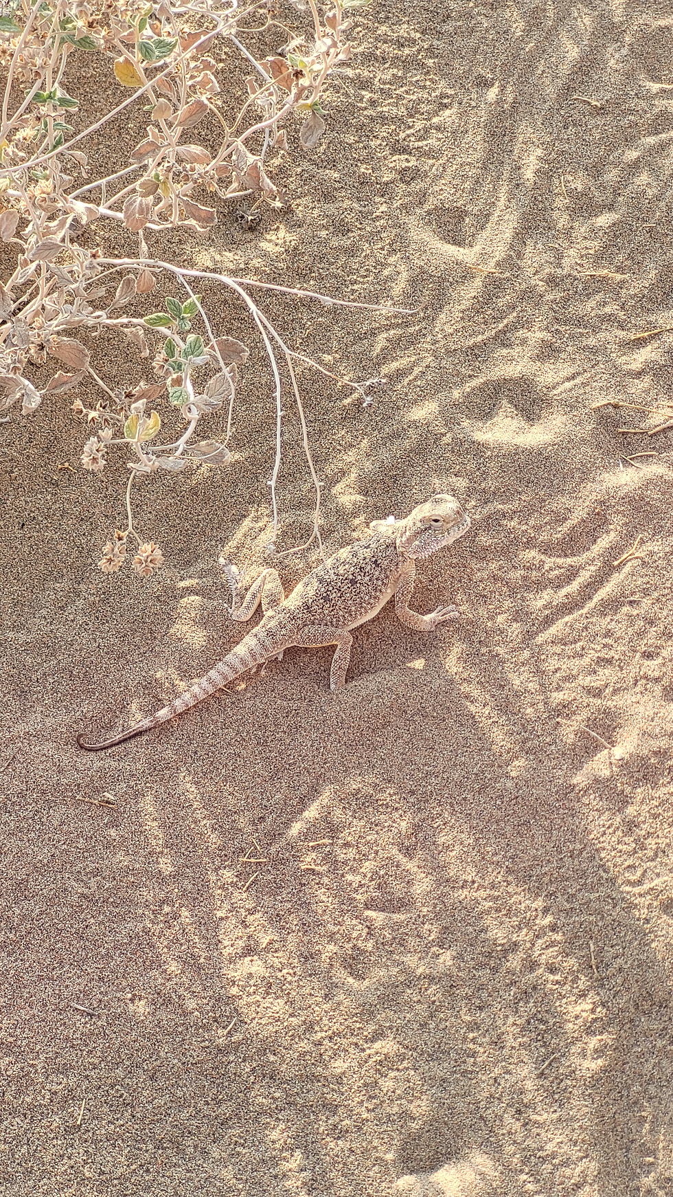 Coucou lézard bizarre