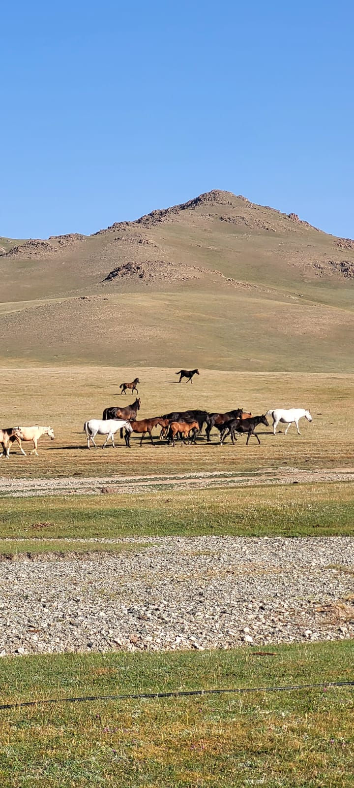 Bye les chevaux !