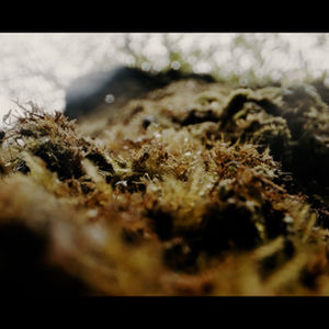 Woodland Trust - Recovering the Rainforest