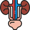 urinary.webp