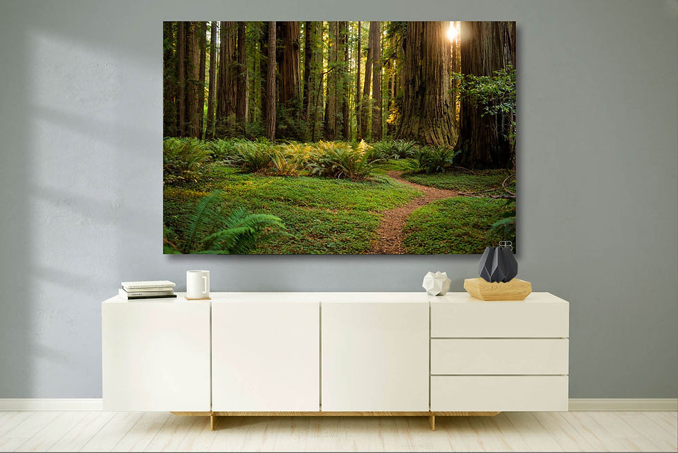 Thumbnail: Redwood Path
