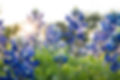 Texas Bluebonnets - for About Timm & Sons, LLC.jpg