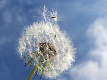 Dandelion seeds about to blow off in the wind and looking very similar to an irritated nerve.