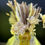 Thumbnail: Tranquil Tones, Hydrangea, flame lily, pampas grass, and reeds
