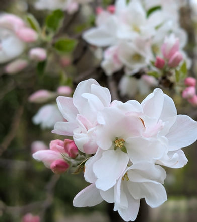 appleblossom flowers