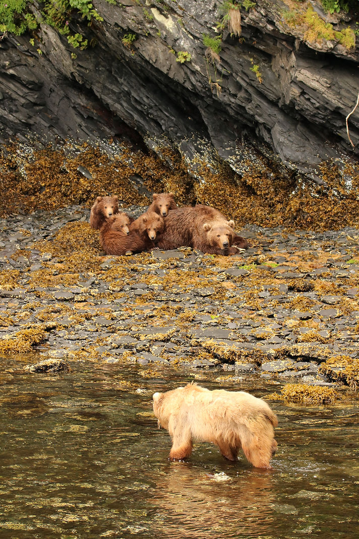Kodiak Brown Bears. Sow, cubs, boar. Mom, kids and young male