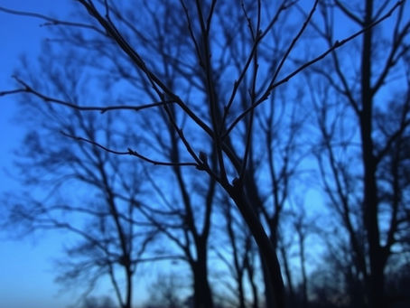 How Trees Talk: A Blessing for the Month of Shevat