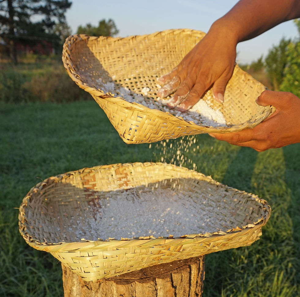 Sifter and flat baskets being used to separate corn flour. The baskets are river cane, made by Tom Colvin, Sassafras wood dye. Hands by Amy.