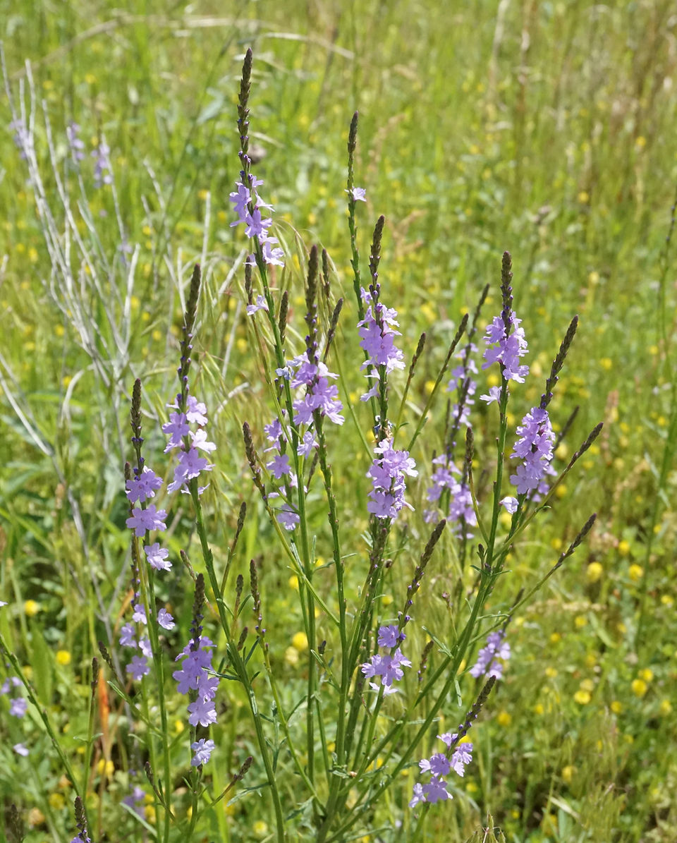 Narrowleaf Vervain (V. simplex)