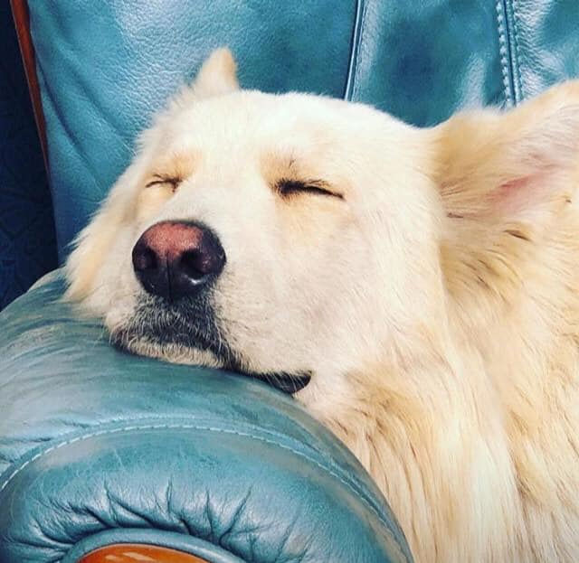 51644449_10215842113383389_4074851858462