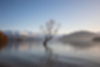 wanaka tree photo