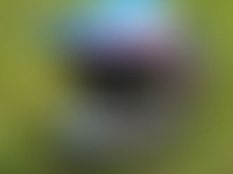 New Review Page