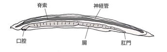 超人になる！　第四回「生きる意志は、どこにある?」※有料