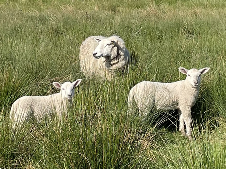 Sheep with lambs show parenting instincts 