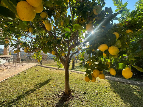 One of the lemon trees in the garden surrounding the finca