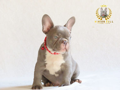 canil Bulldog frances exotico