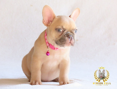 Bulldog Frances Exotico