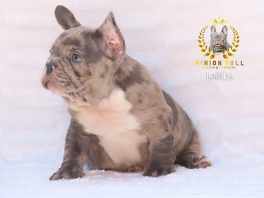 Bulldog frances exotico merle