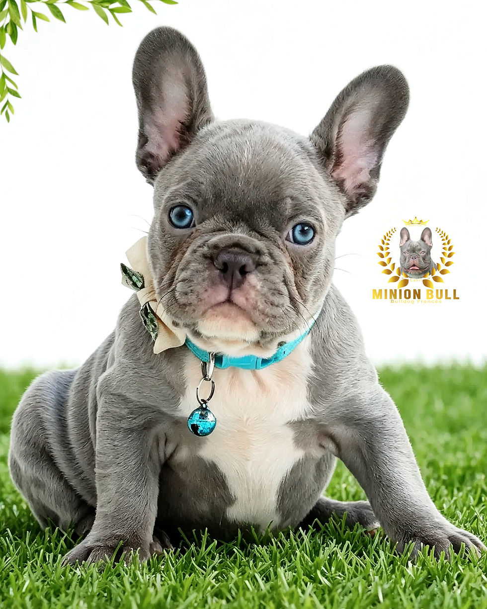 Filhote de Bulldog Francês Blue exótico posando na grama, com vacinaç ão Vanguard V8 e pedigree.