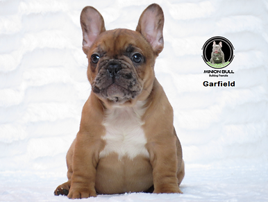 Canil Minion Bull 15.PNG