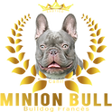 Filhote de Bulldog Francês Canil Especializado na Criação ética.png