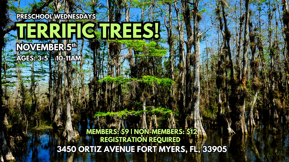 Preschool: Terrific Trees!