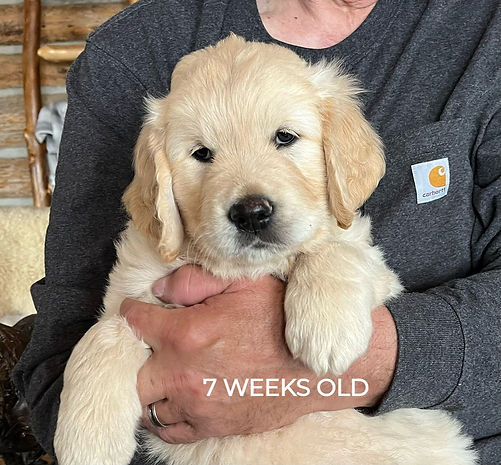 Buckley 7 weeks (1)_edited.jpg