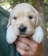 RED BOY 4 weeks old.jpeg