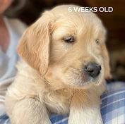 Red Girl 6 weeks (1)_edited.jpg