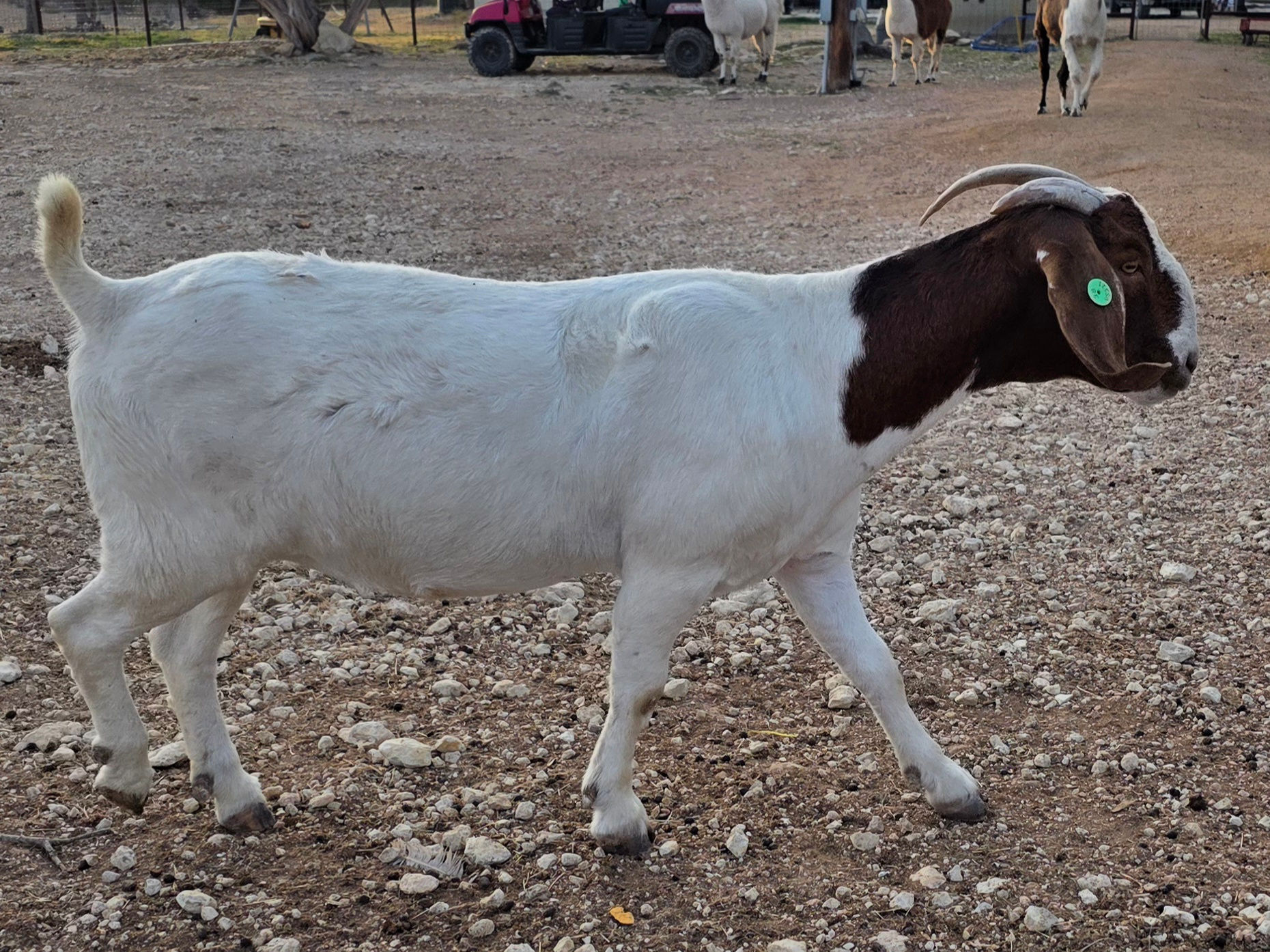 (N139) GGTX BINGO'S TINY DANCER