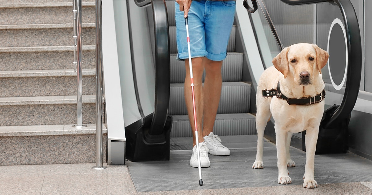 Image of a guide of assisting it's blind owner off of an escalator
