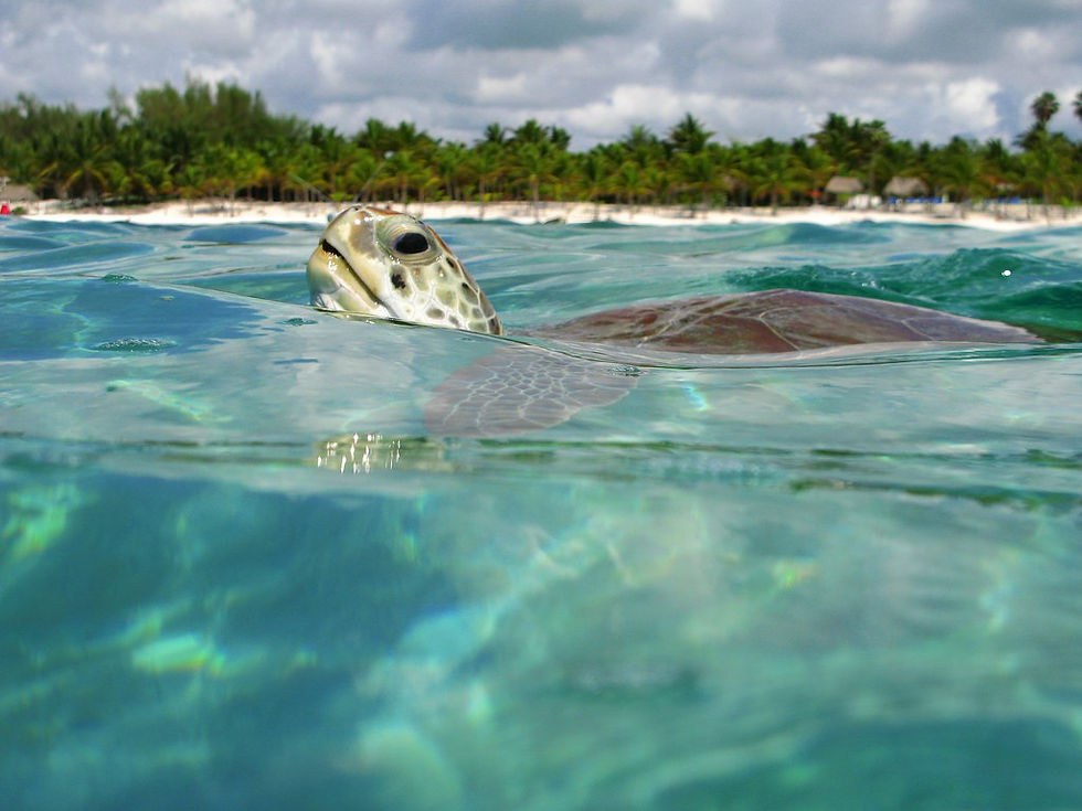 Mexico Ashtanga Yoga Retreat Two Weeks Immersion