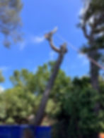 Tree Removal in Palos Verdes