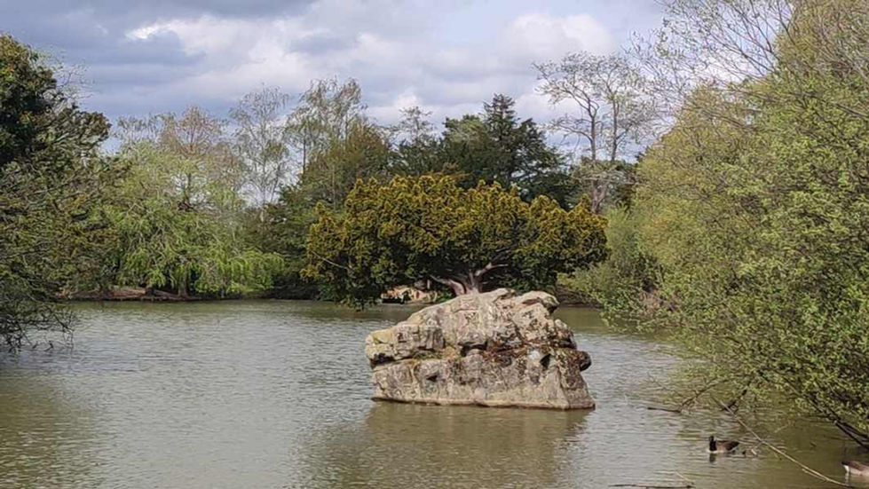 Worth Park Lake, 200 year old tree