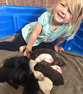 Family raised puppies