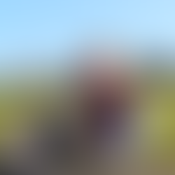 Alice Mantle working at her laptop in a sunny field.