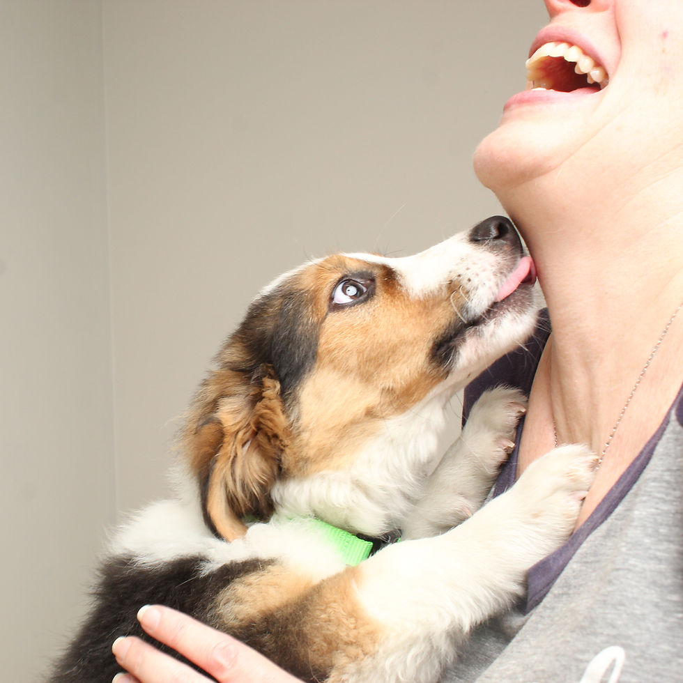 Puppy licking a person's chin, who is smiling joyfully. White background, the puppy wears a green collar and displays affection.