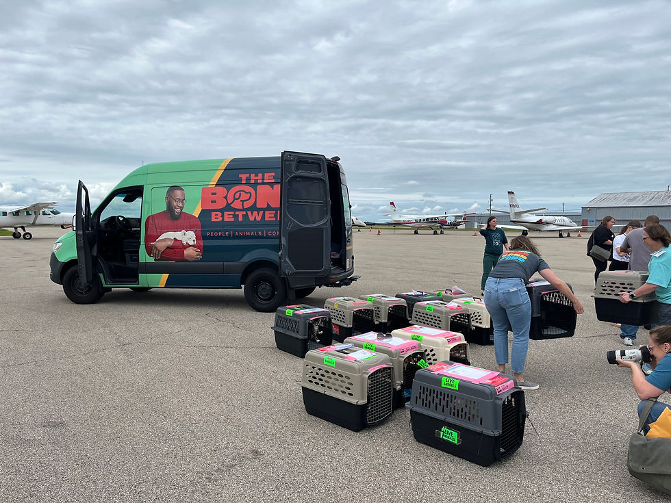 Balancing Minnesota and Southern Dog Rescue