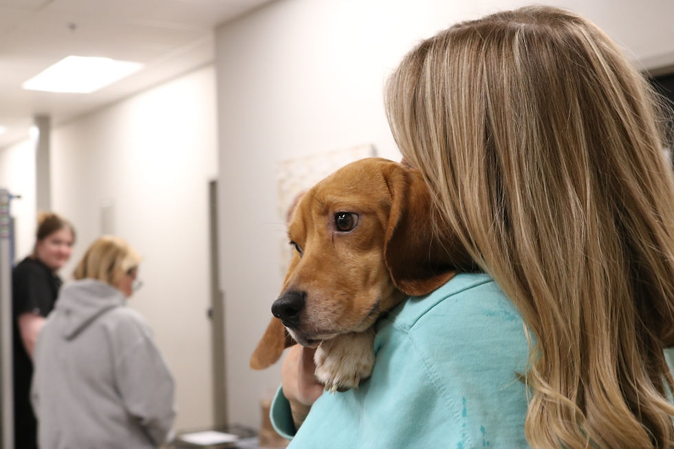 Rescued Ridglan Beagle puppy resting on a Foster parent at The Bond Between