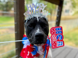 Keeping Our Pets Safe This Fourth of July