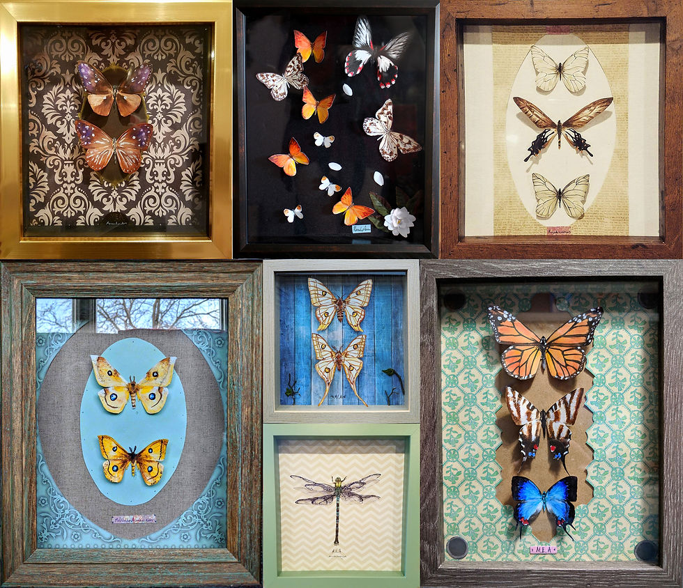 all the butterflies