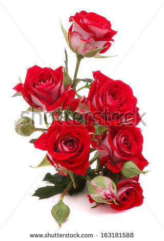 stock-photo-red-rose-flower-bouquet-isolated-on-white-background-cutout-16318158