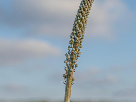 Shofar: Soundscape of Repair