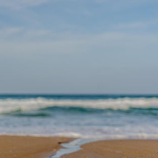 Lessons from the Jungle