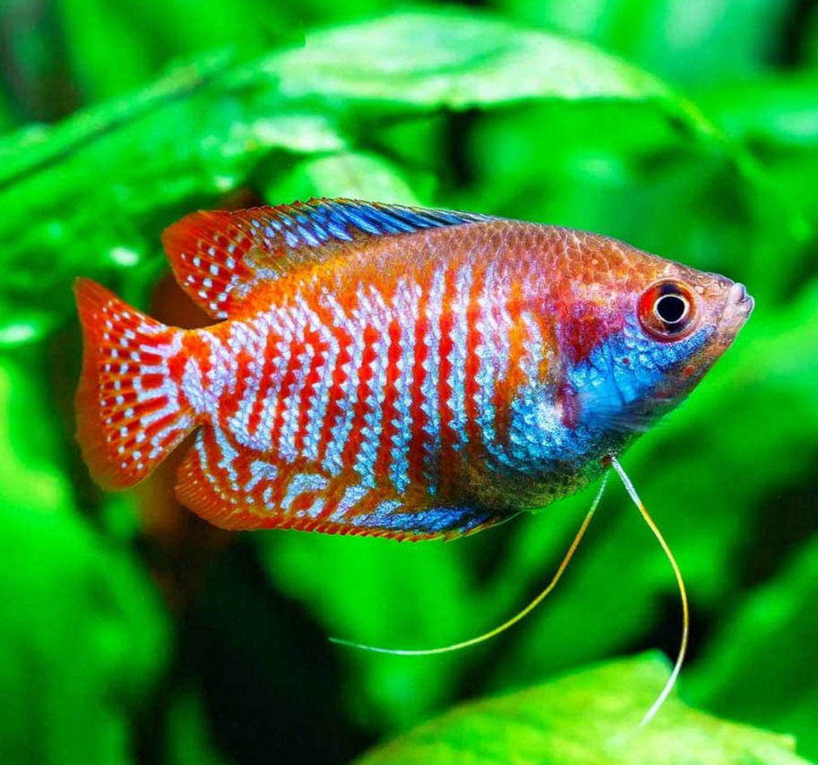 Trichogaster lalius