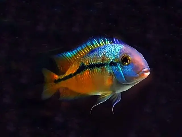 Hypsophrys nicaraguense